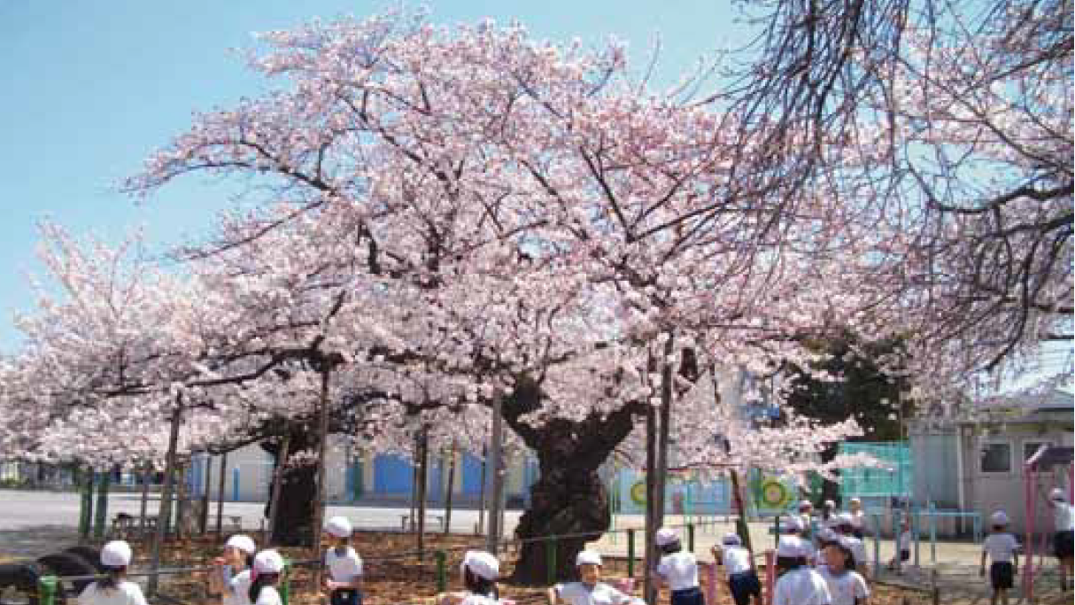 １００年桜樹勢回復プロジェクト